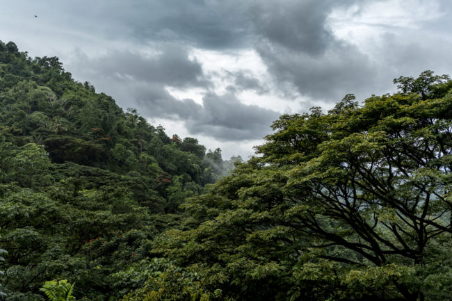Foresta nell'area di Kandy