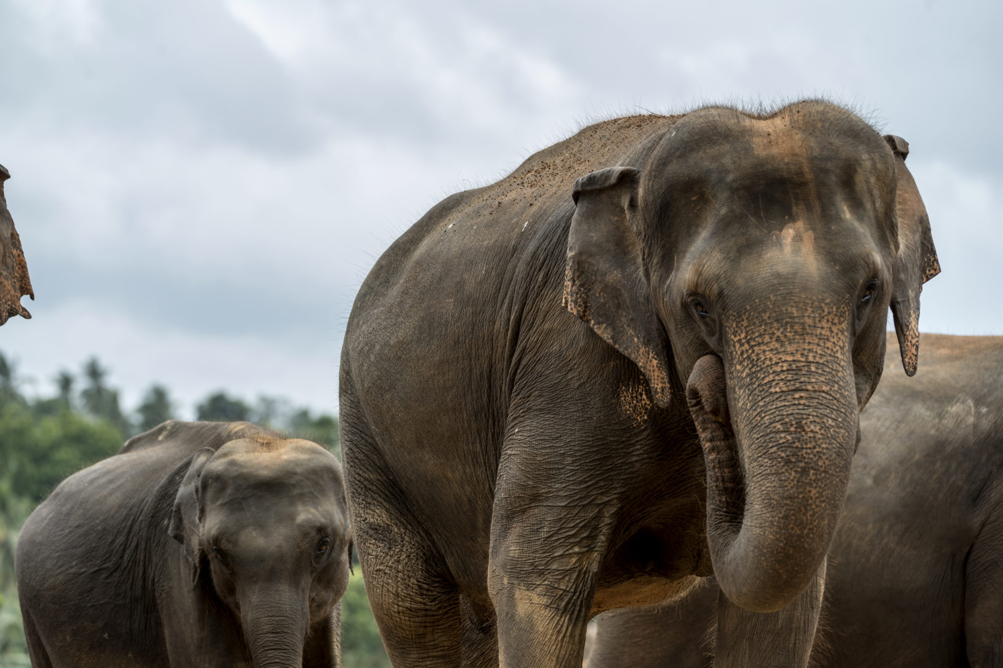 Foto di pinnawala, centro di recupero elefanti