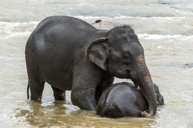 pinnawala, centro di recupero elefanti