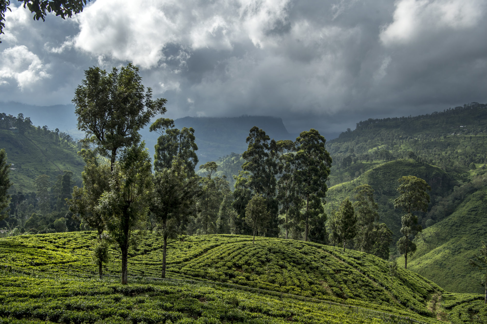 Foto di piantagione di tè nella regione di Nuwara Eliya