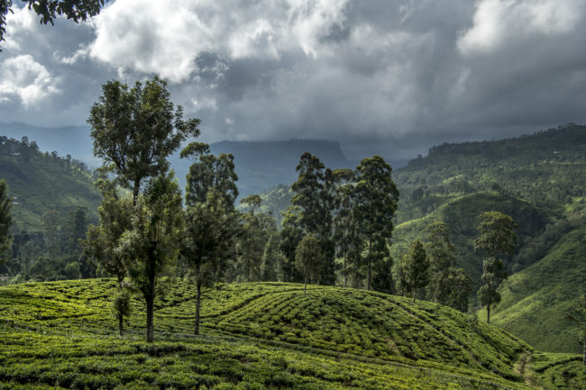 piantagione di tè nella regione di Nuwara Eliya