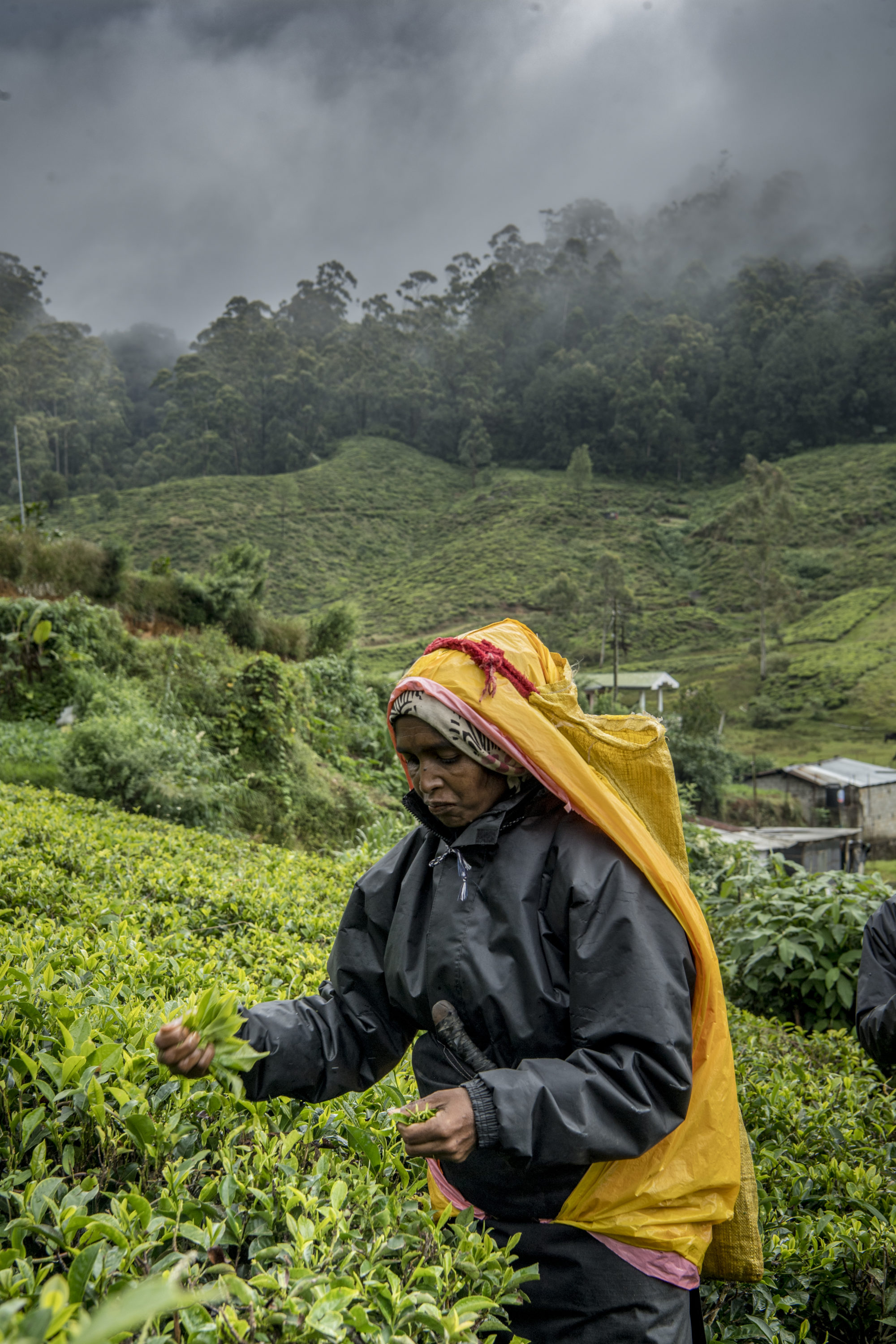 Foto di Donna al lavoro in una piantagione di tè
