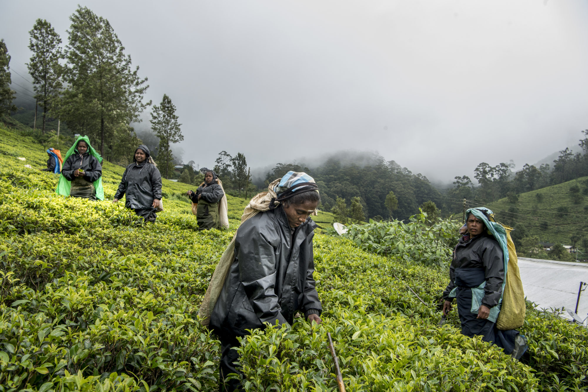 Foto di Donne al lavoro in una piantagione di tè