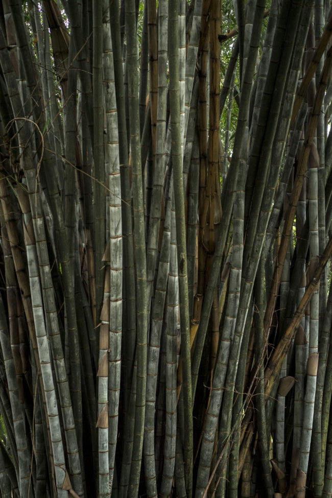 Bosco di bamboo nel giardino botanico di Kandy