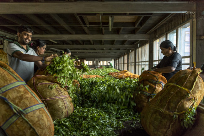 Azienda agricola che produce tea