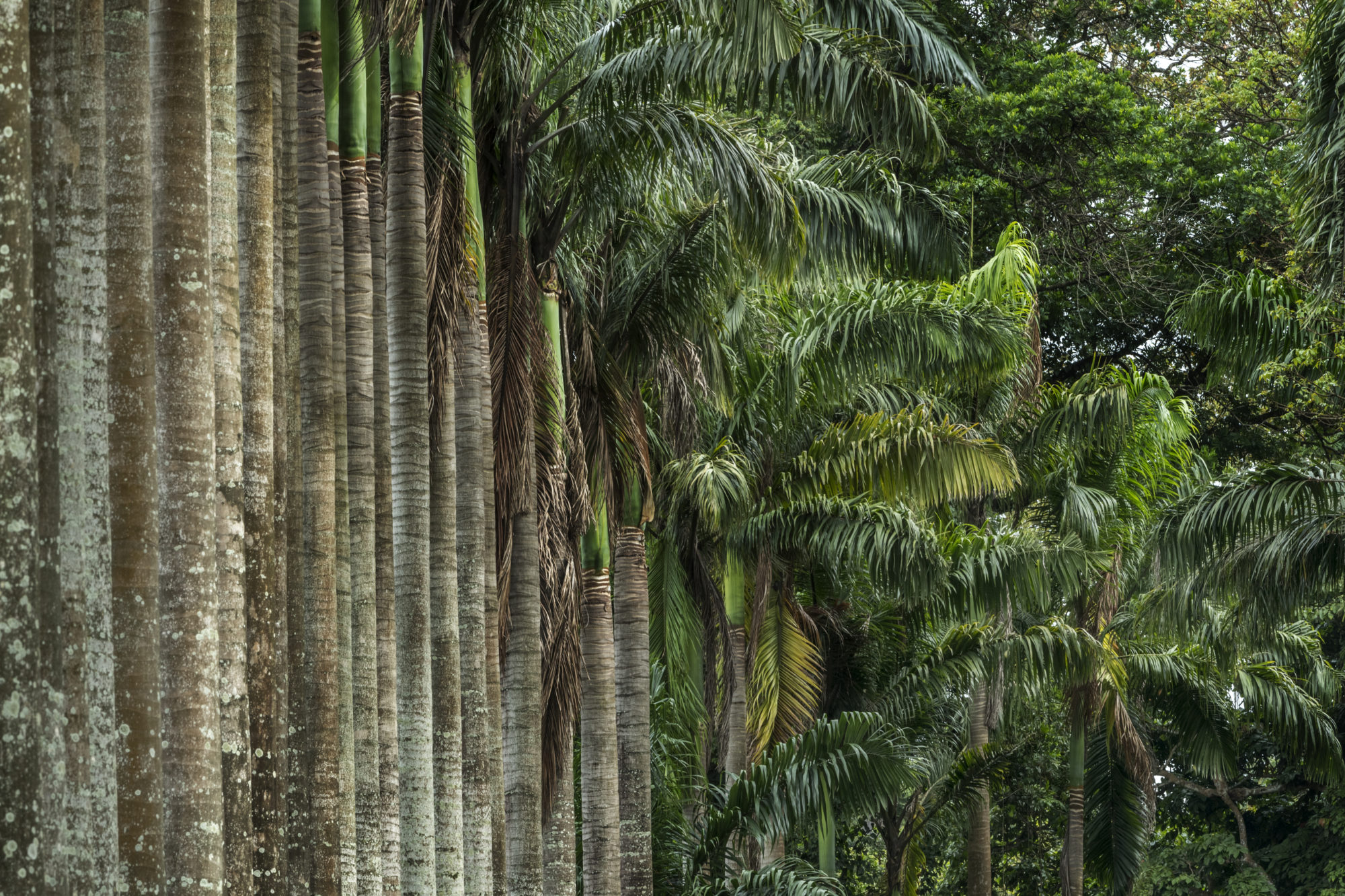 Foto di giardino botanico di Kandy: un viale di palme