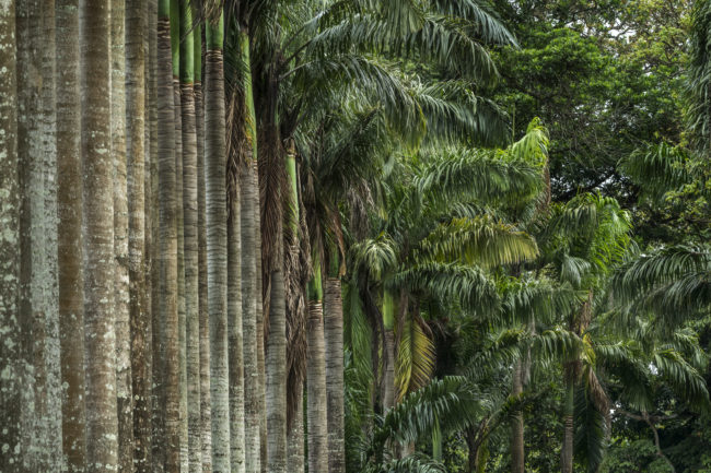 giardino botanico di Kandy: un viale di palme