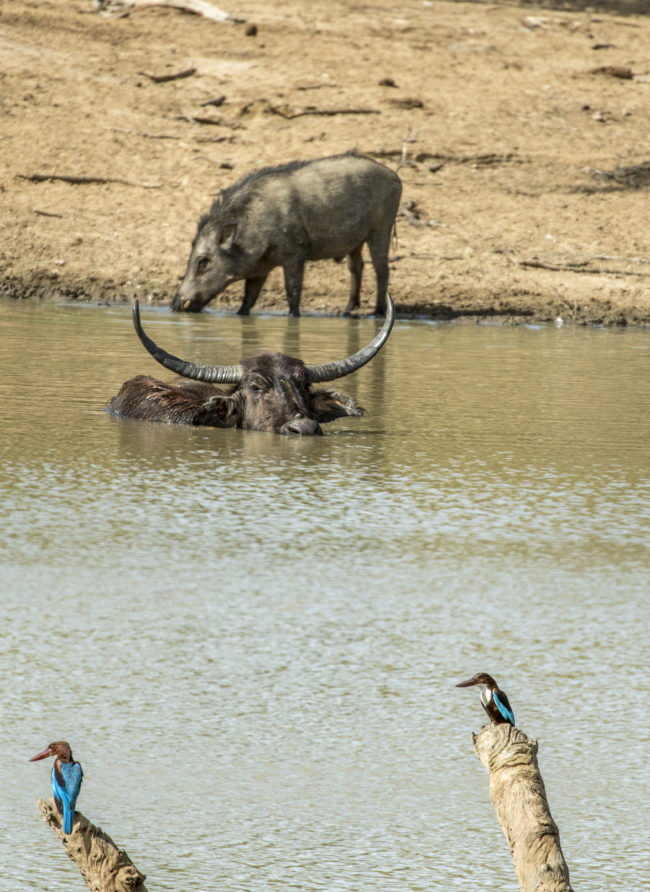 Animali attorno ad una pozza d'acqua nel parco di yala