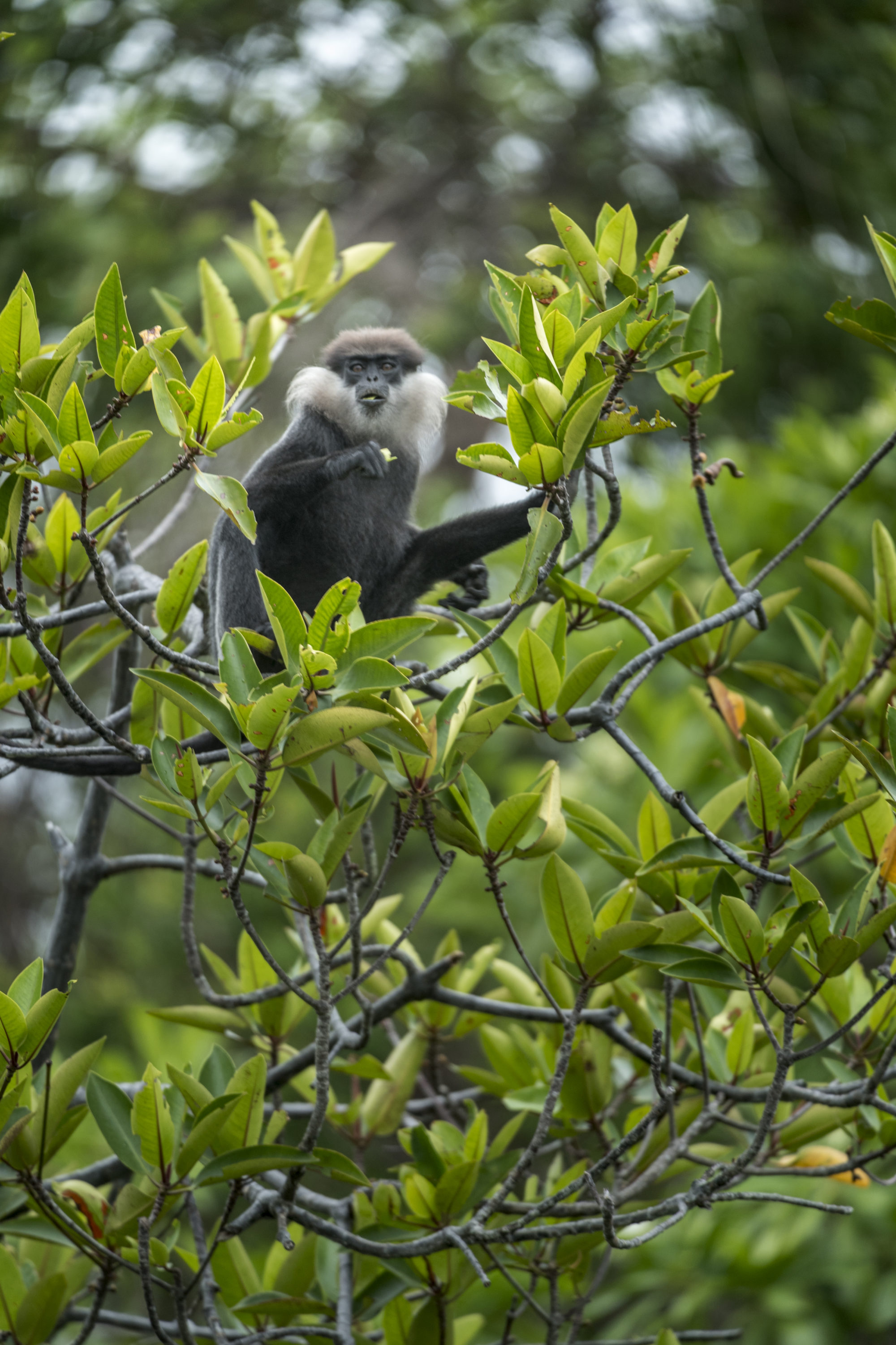 Foto di Scimmia su un albero