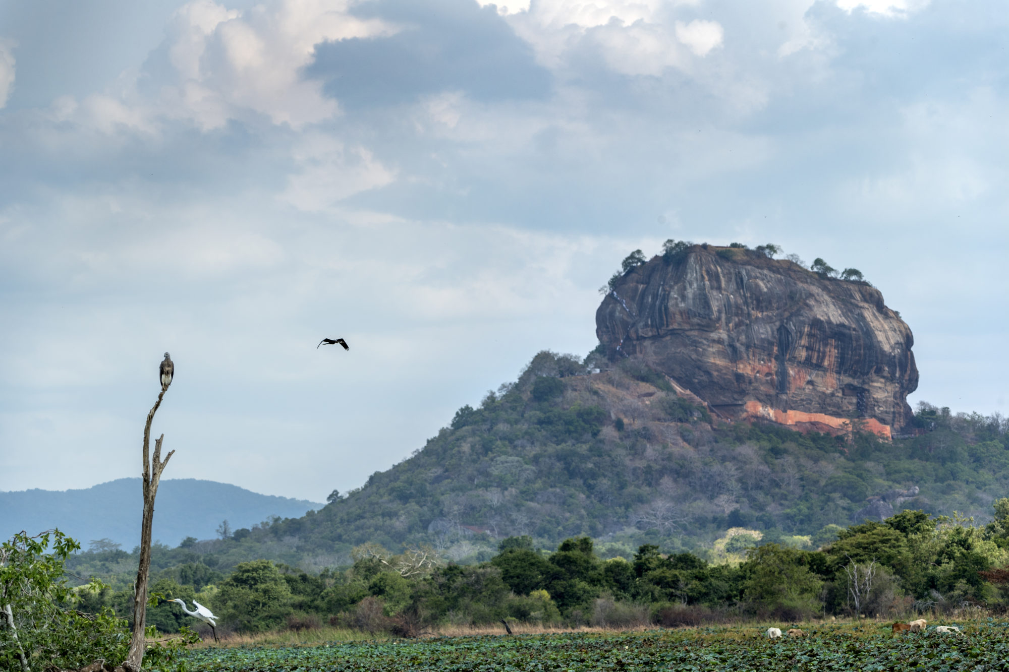 Foto di Un’aquila e due aironi sullo sfondo di Sigiriya