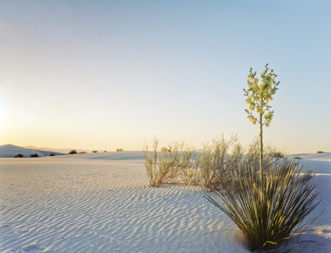 Yucca Elata, new mexico, white sands