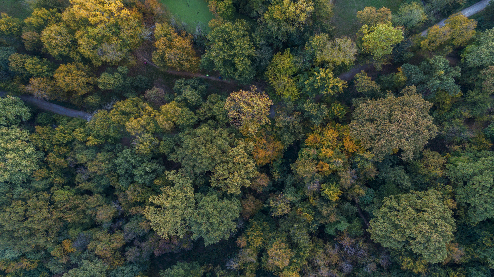 Foto di Bosco