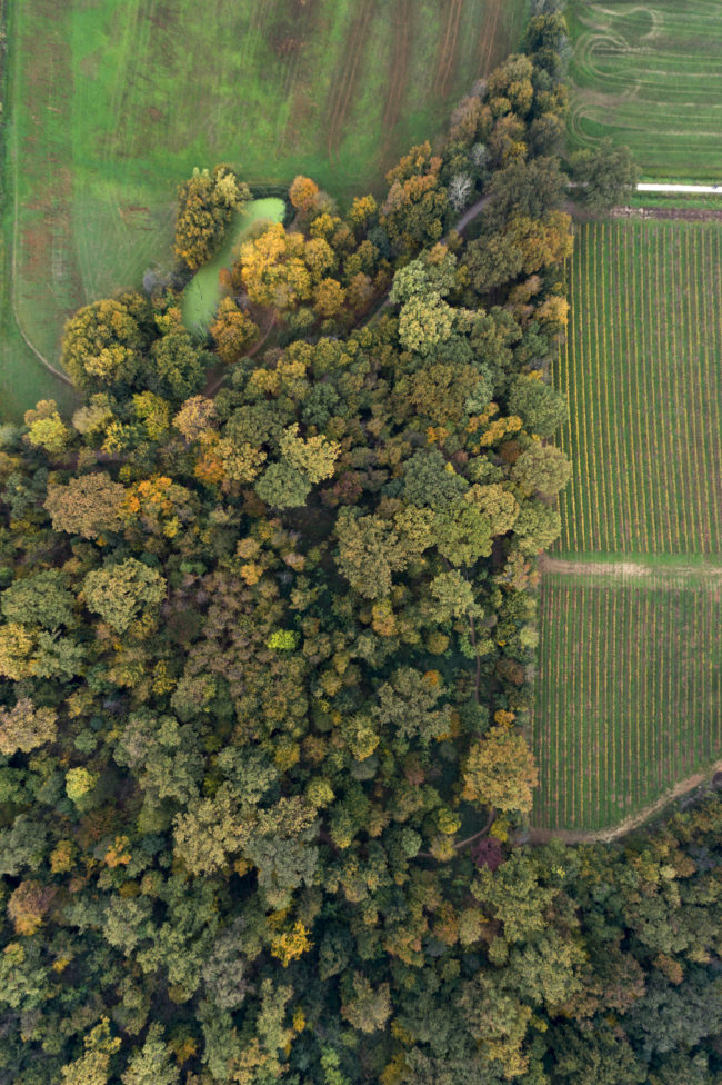 Vigneti e bosco