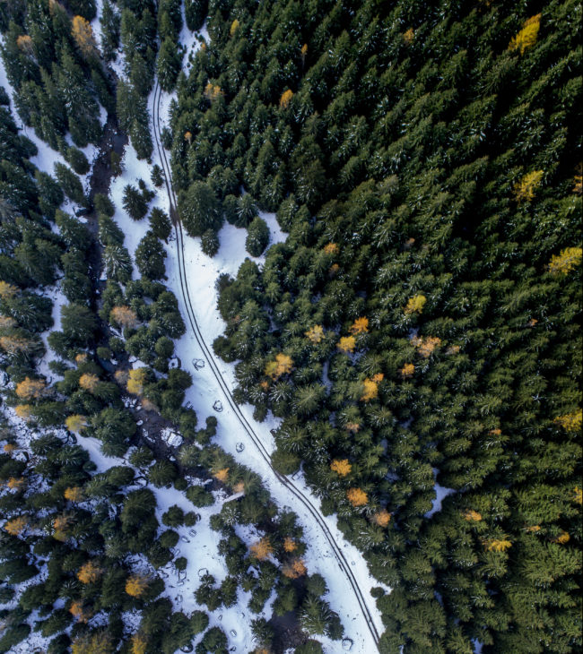Una strada innevata tra gli alberi della val di Campovecchio