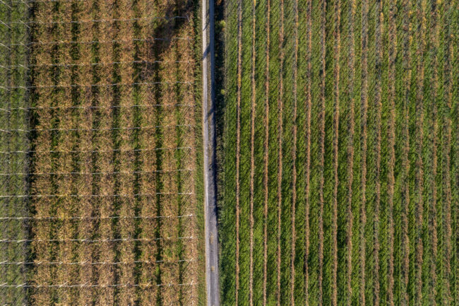 Una strada separa due vigne