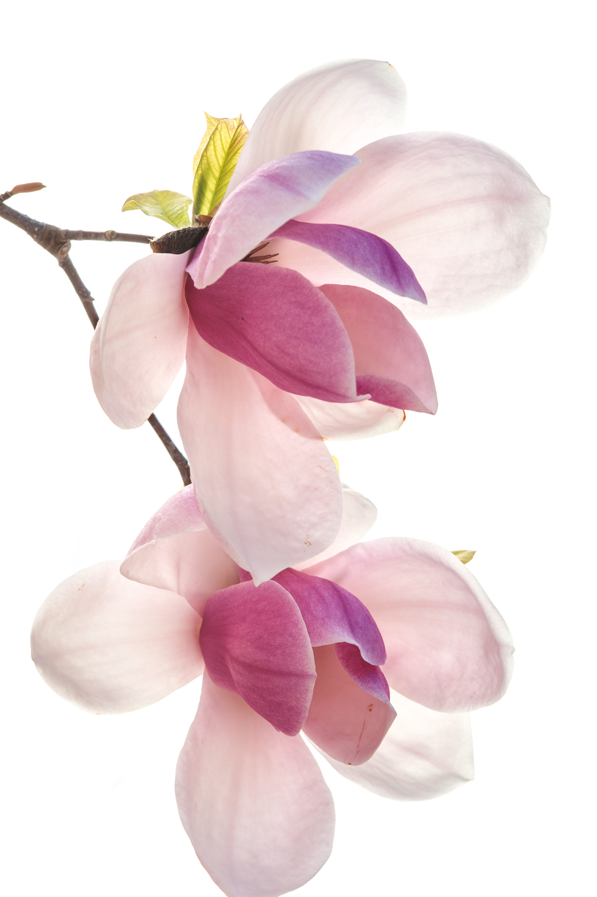 Foto di Fiori di Magnolia
