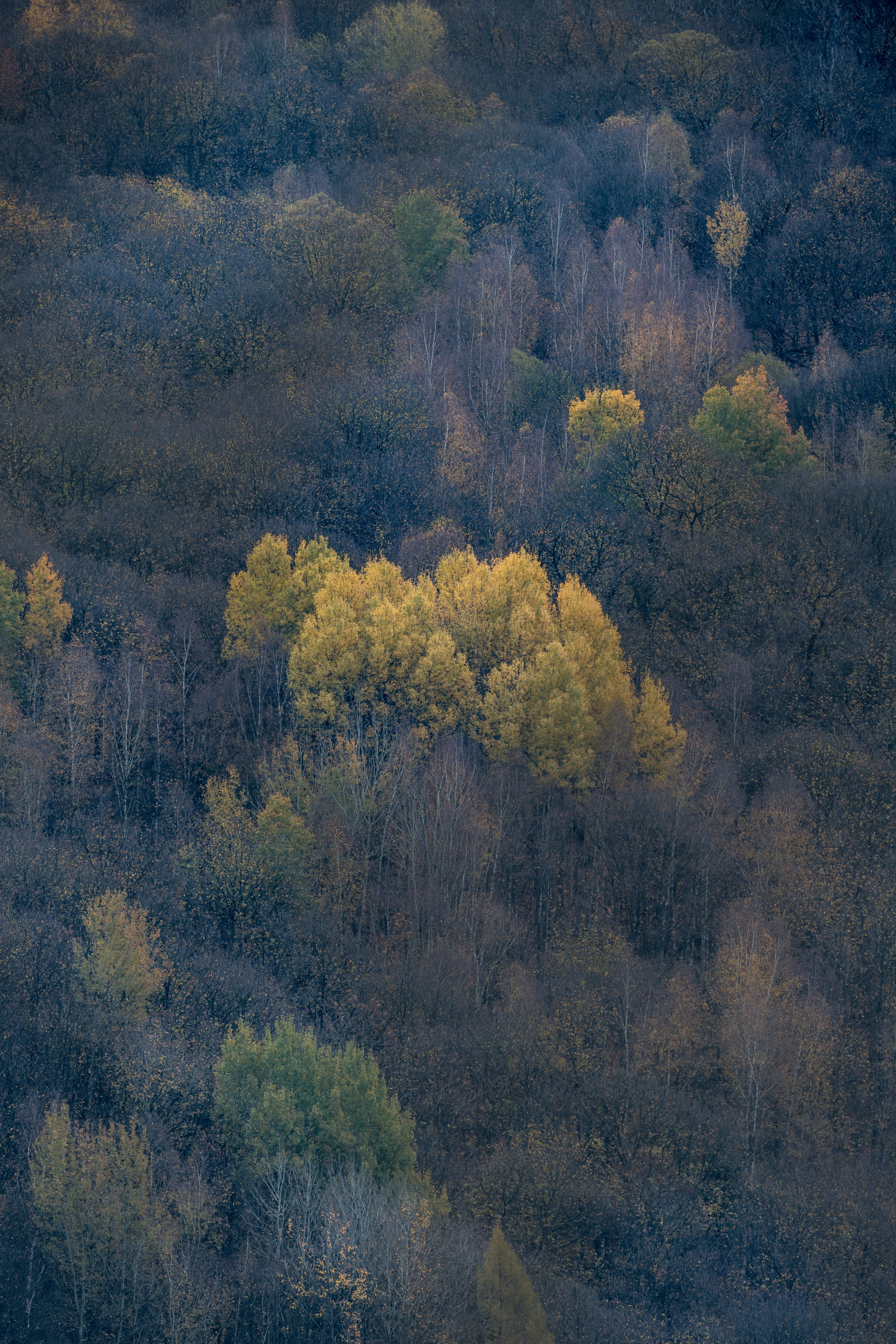 Foto di Un bosco in Valle Camonica in autunno