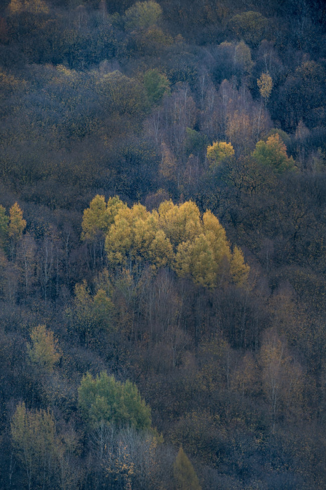 Un bosco in Valle Camonica in autunno