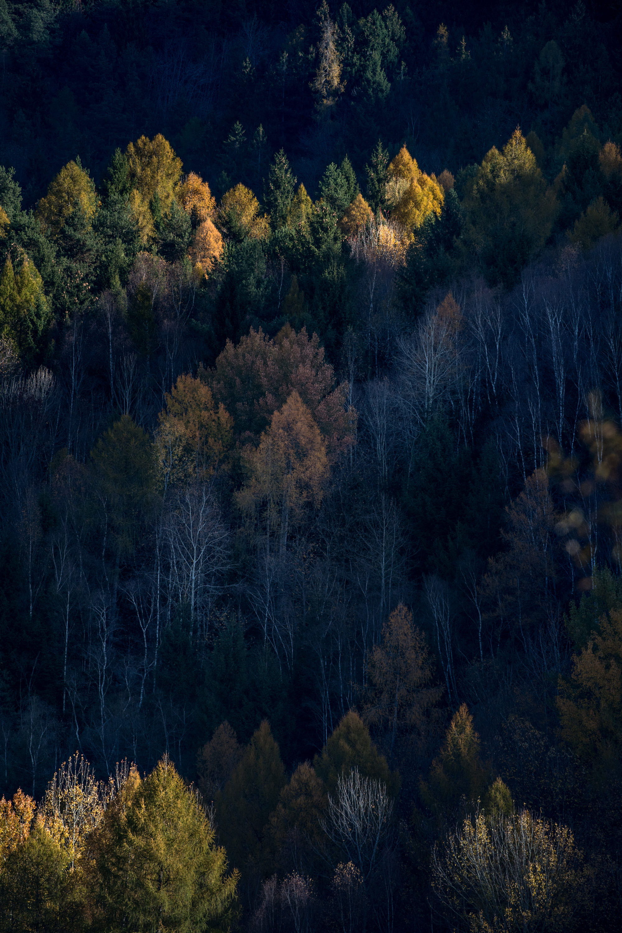 Foto di luci e ombre disegnano un bosco in alta Valle Camonica