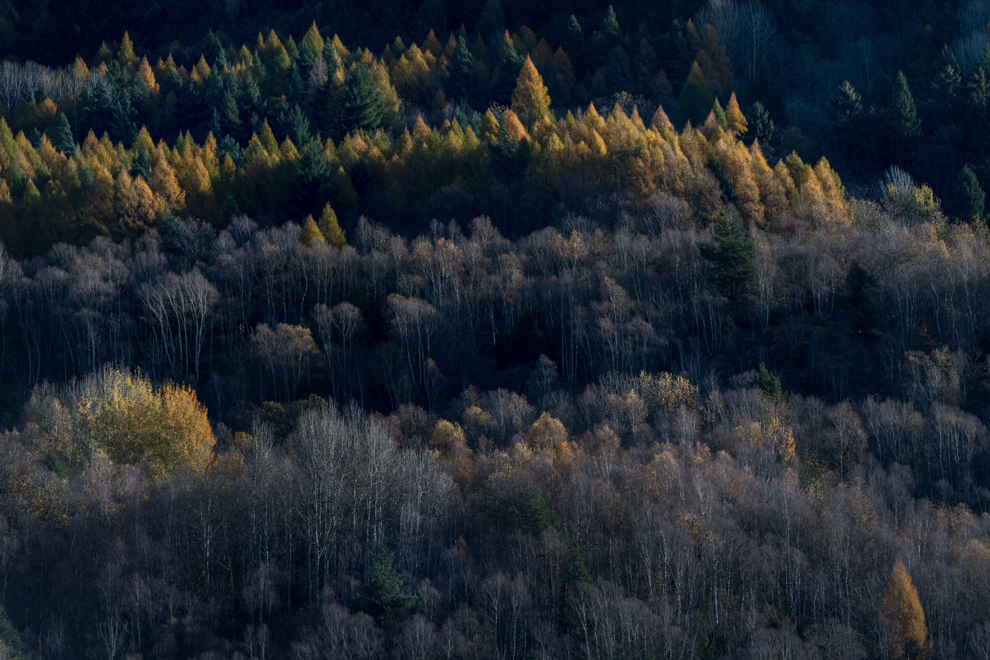 Foto di luci e ombre disegnano un bosco in alta Valle Camonica