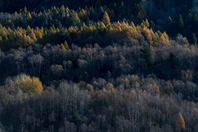 luci e ombre disegnano un bosco in alta Valle Camonica