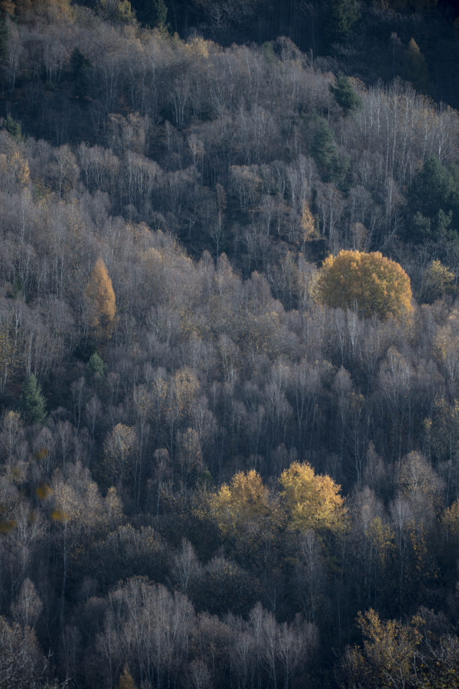 le ultime foglie sugli aceri si staccano tra la vegetazione orma