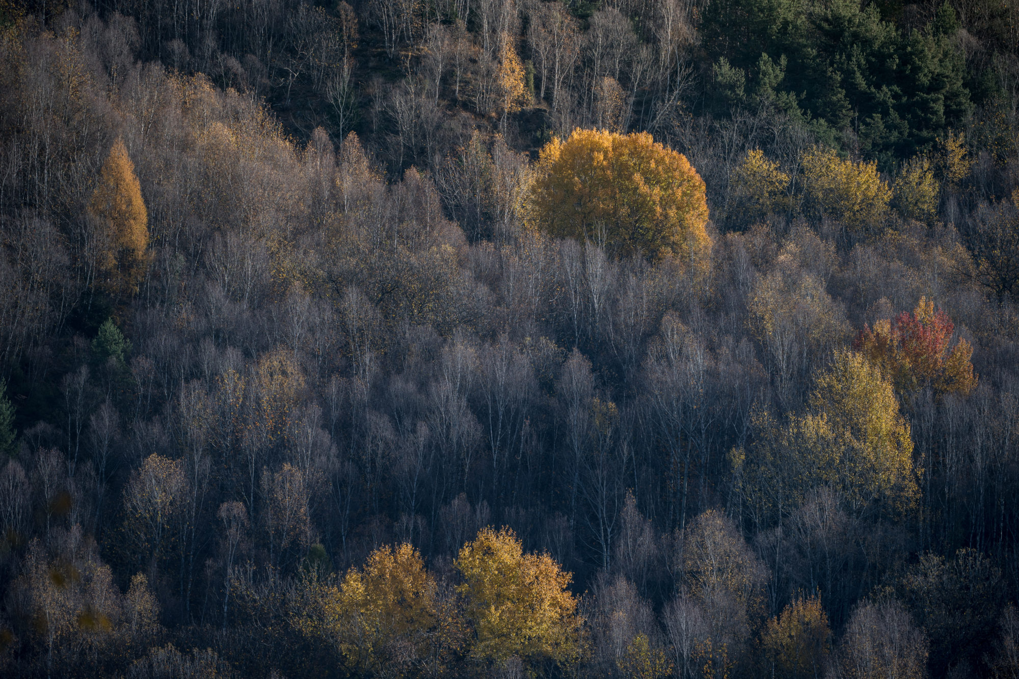 Foto di le ultime foglie sugli aceri si staccano tra la vegetazione orma