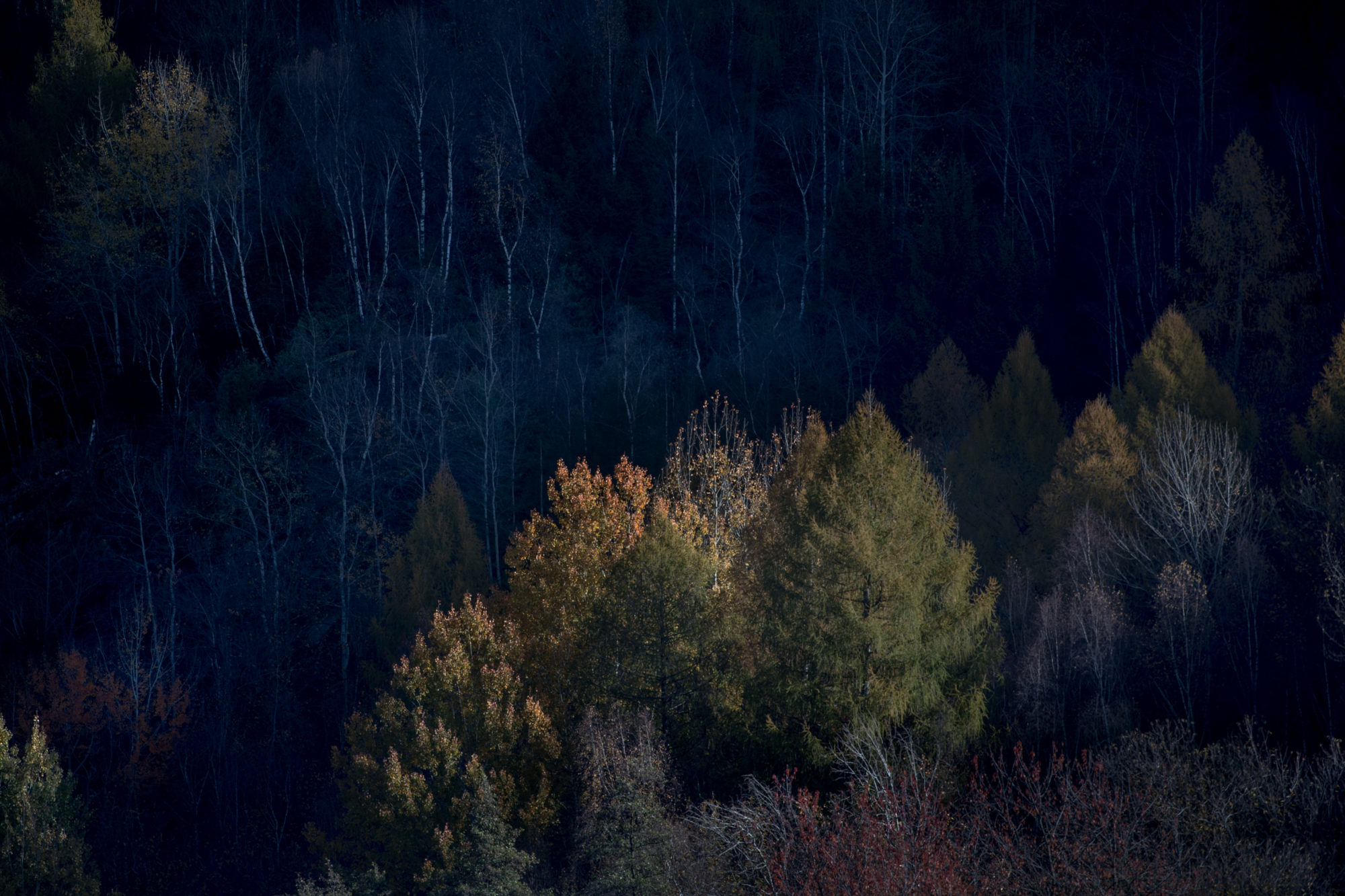 Foto di luci ed ombre su un bosco della Valle Camonica