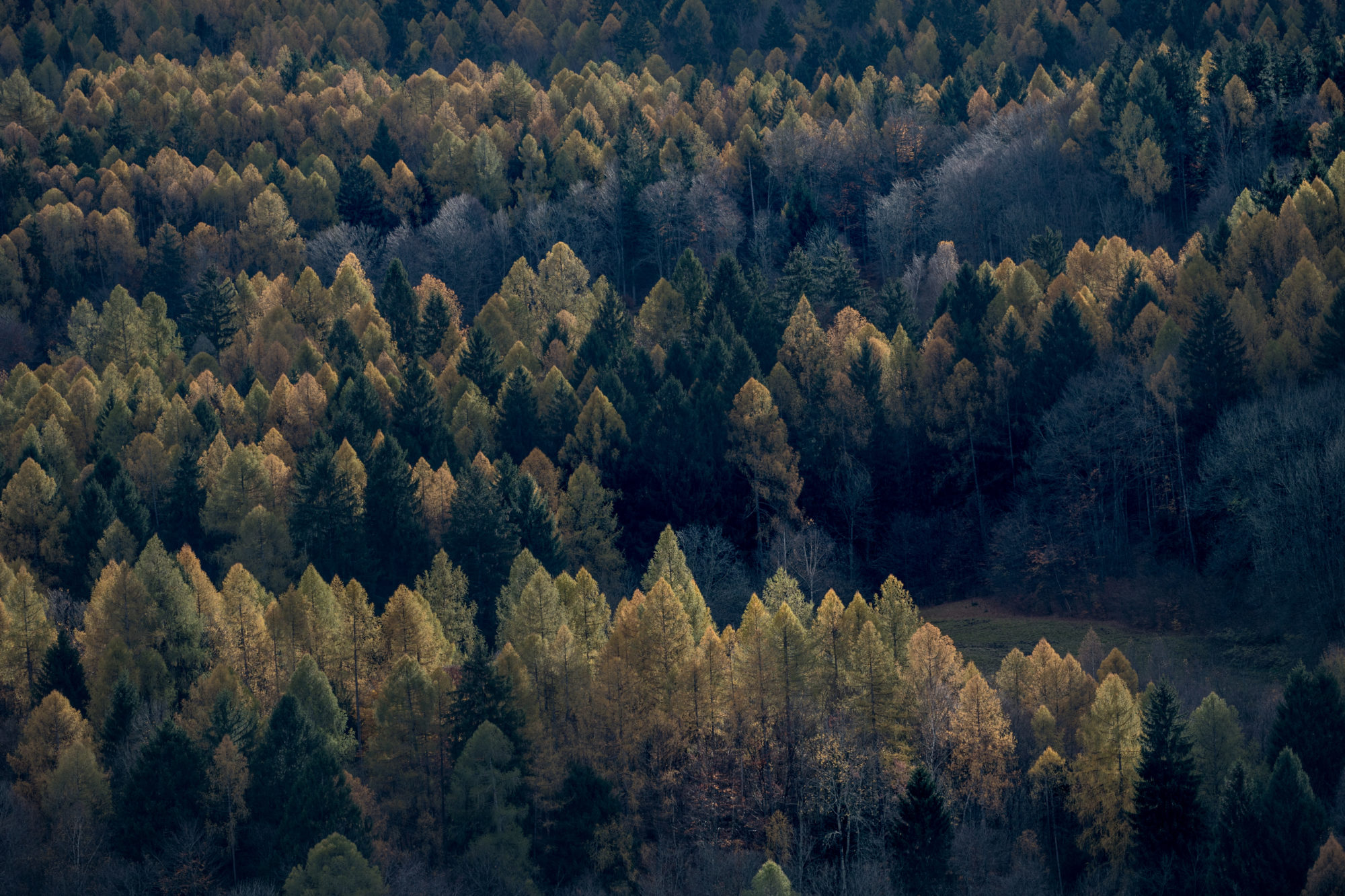 Foto di bosco di conifere in autunno