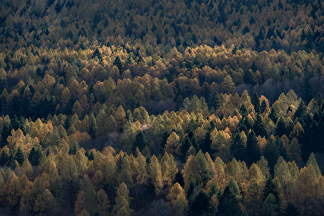 bosco di conifere in autunno