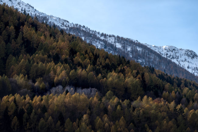 La prima neve imbianca le montagne che svettano sopra un bosco