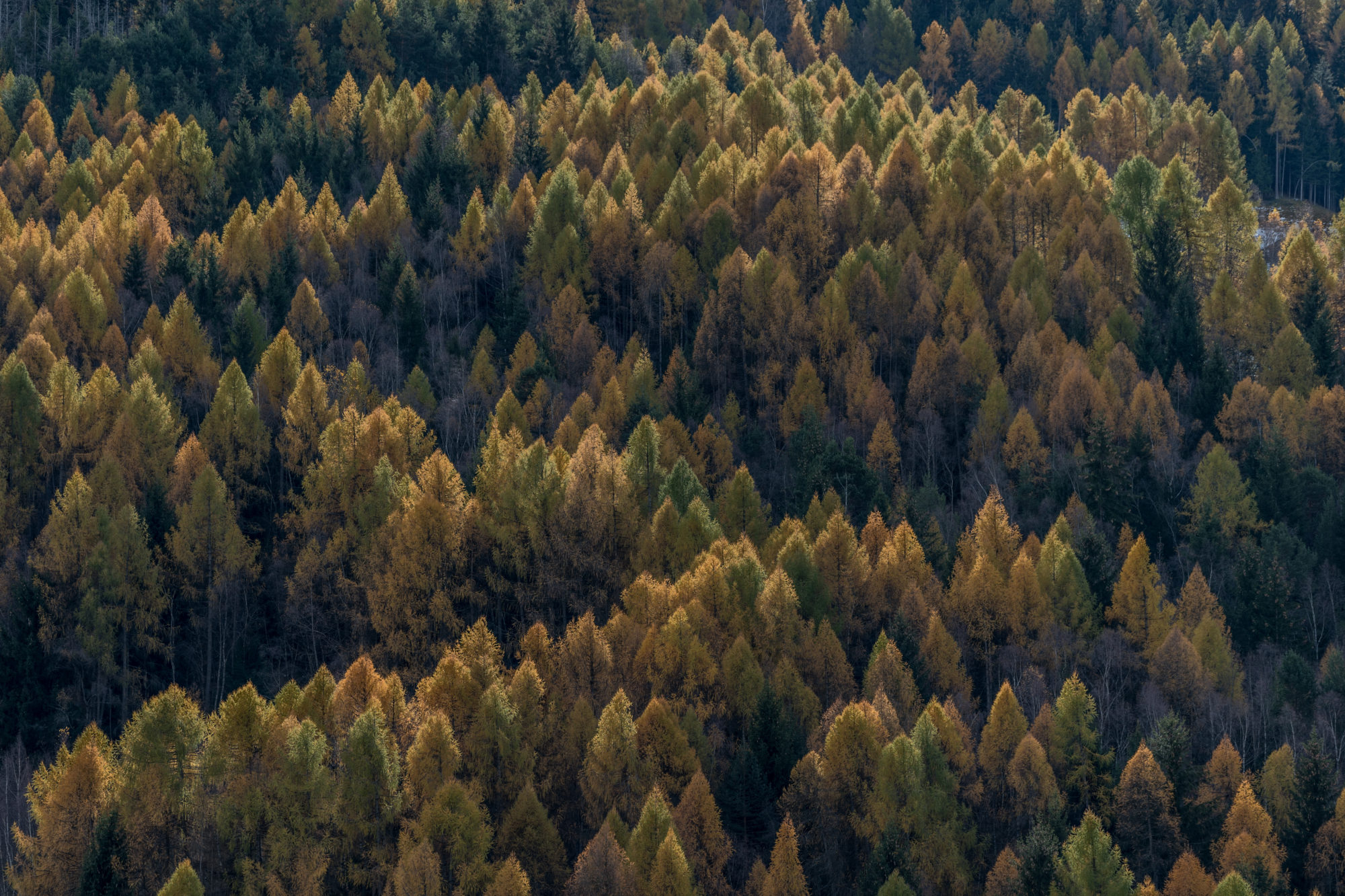 Foto di un bosco di conifere in alta Valle Camonica