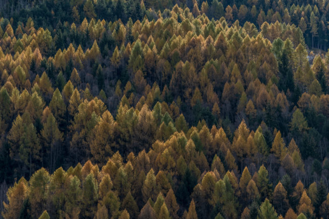 un bosco di conifere in alta Valle Camonica