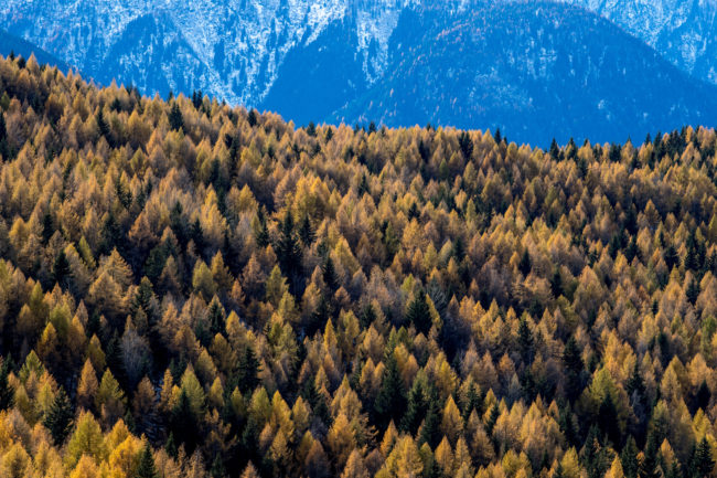 un bosco di conifere in alta Valle Camonica