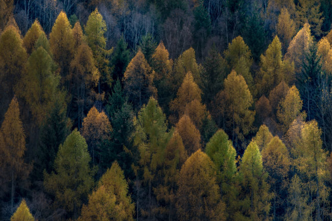 Un bosco di conifere in alta Valle Camonica