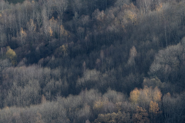 La luce morbida disegna un bosco in alta Valle Camonica