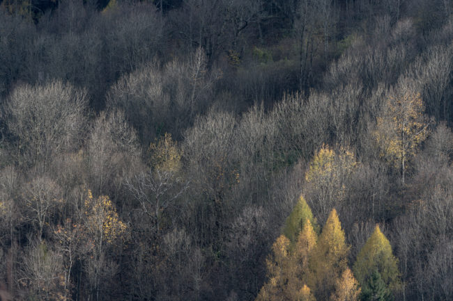 Un bosco in alta Valle Camonica