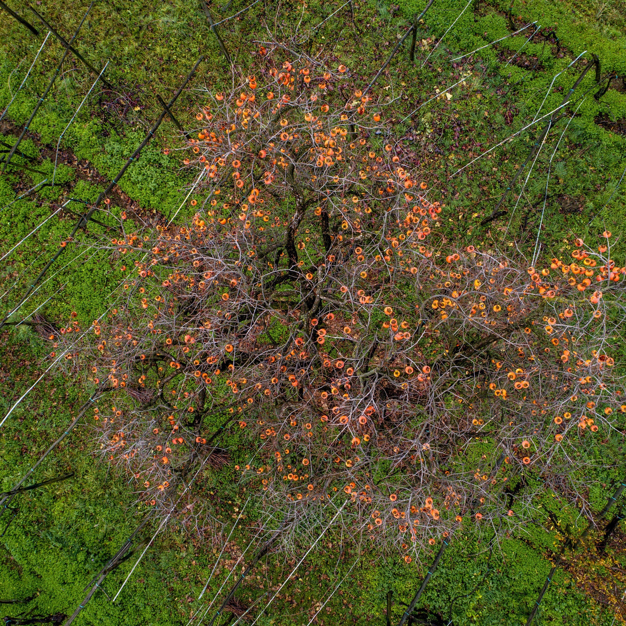 Foto di Drone: Riprese aeree
